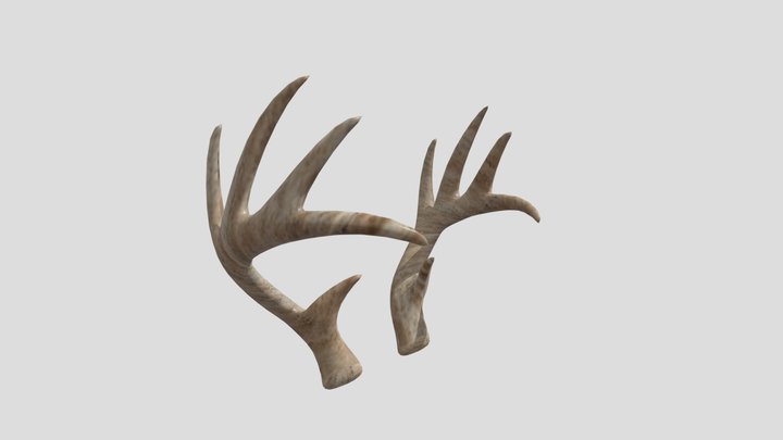 Deer Antlers 3D Model