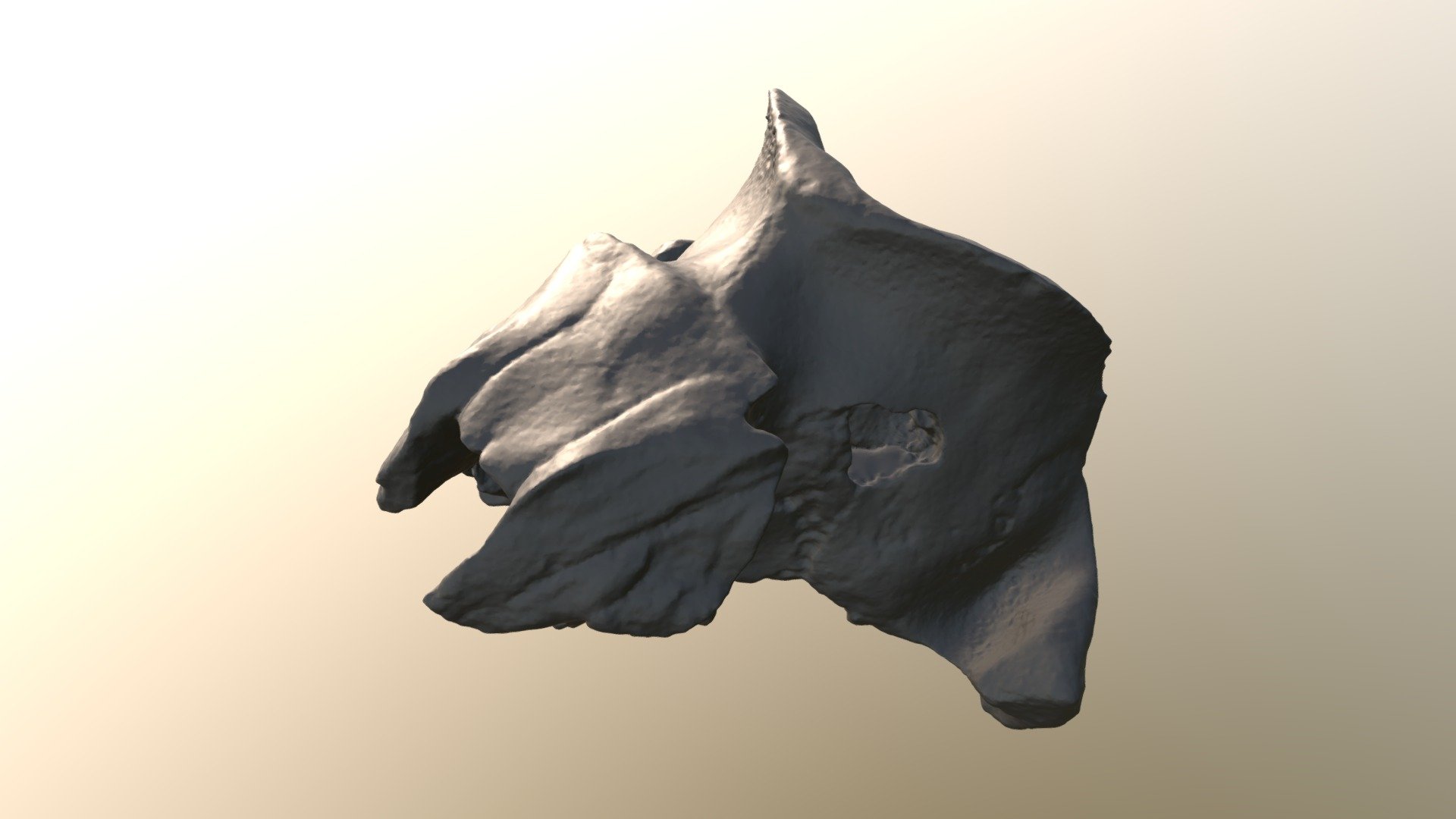 Albertocetus extinct dolphin skull CCNHM 218 - Download Free 3D model ...