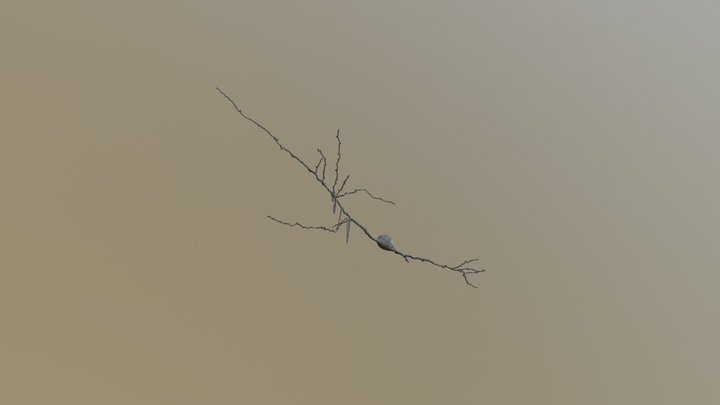 Von Economo Neuron 3D Model