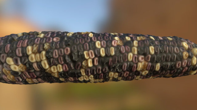 Hybrid Corn 160829 3D Model