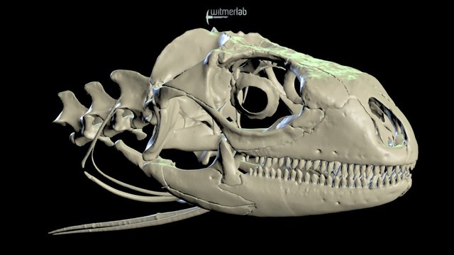 Green Iguana skull - OUVC 10677 3D Model