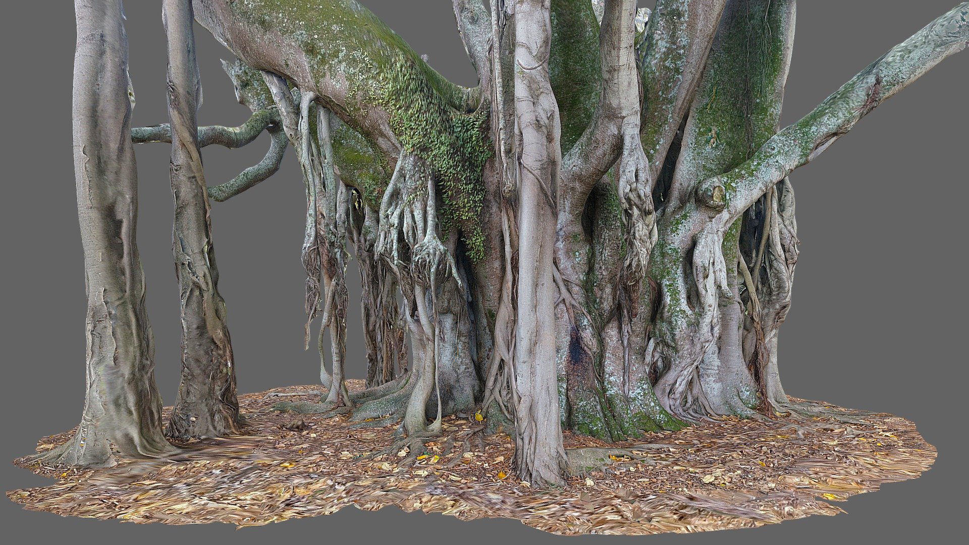 Moreton Bay Fig tree 1 rescan