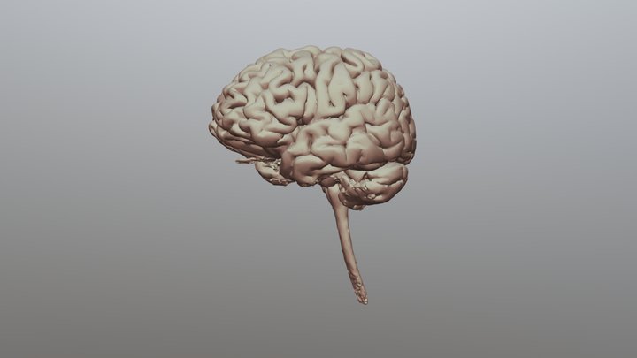 3D Model Of Brain 3D Model