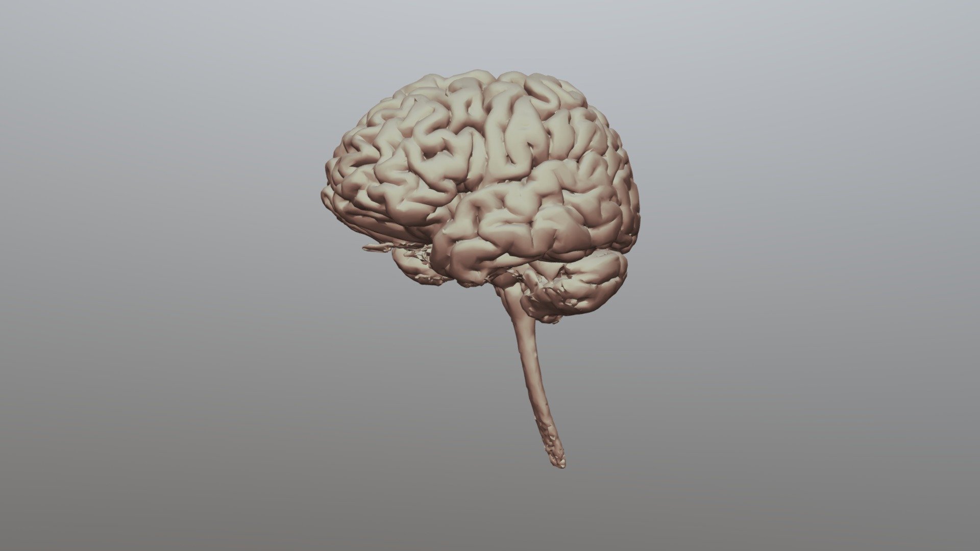 3D Model Of Brain