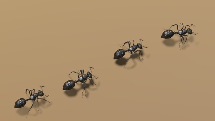 Ant 3D models - Sketchfab