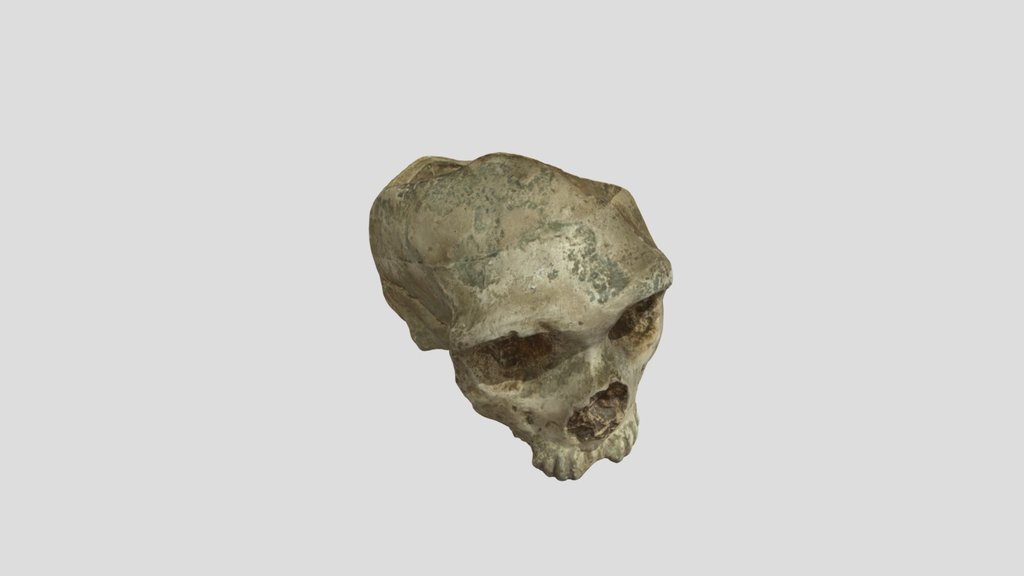 Gibraltal-1 - Skull