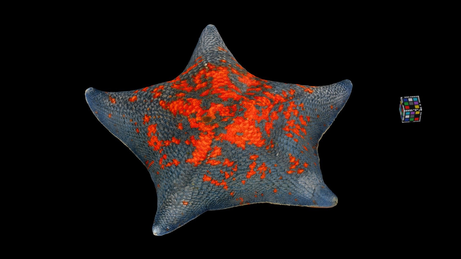 イトマキヒトデ Starfish, Patiria pectinifera