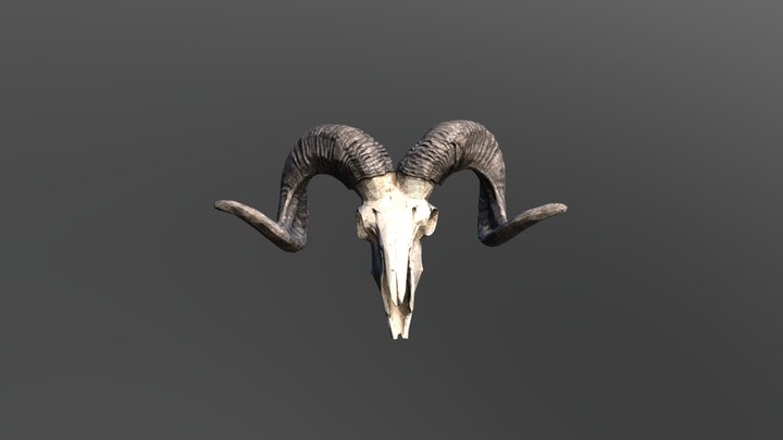 Ram"s Head 3D Model