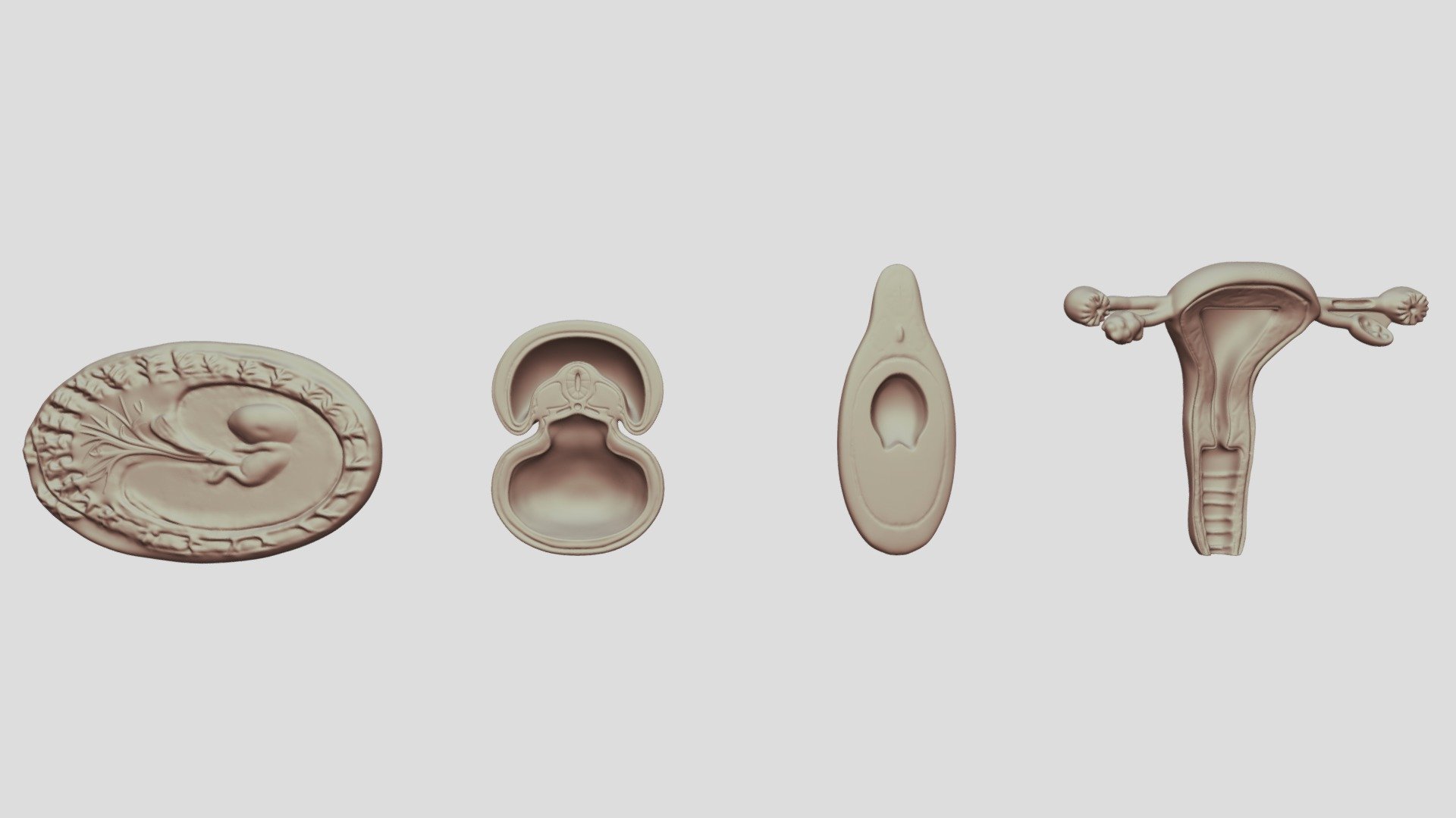 Medical 3D models v02 - 3D model by Mohamed.Fayed [1437921] - Sketchfab