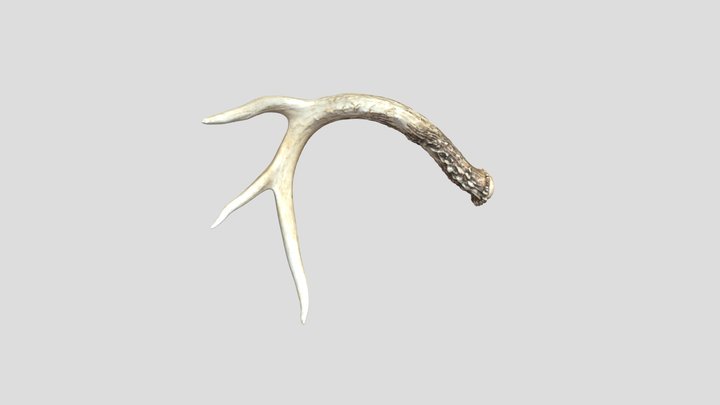 ANTH-897 Antler 3D Model