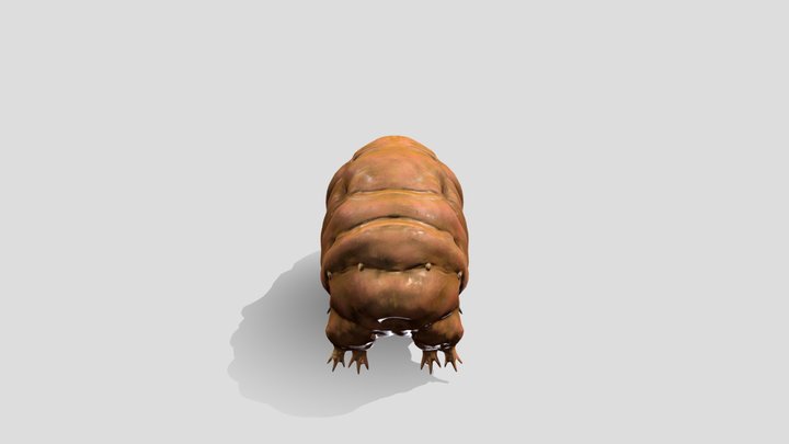 Tardigrade 3D Model