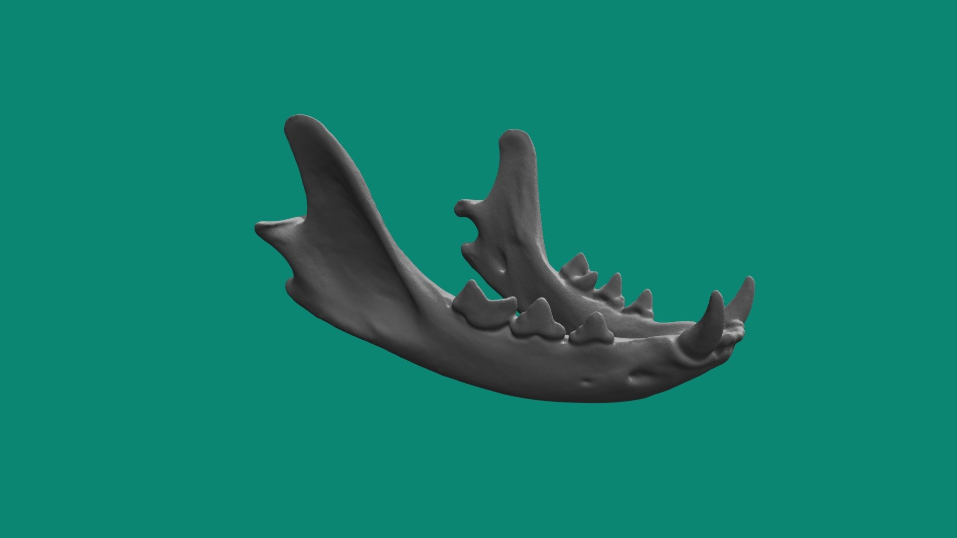 Domestic Cat Jaw
