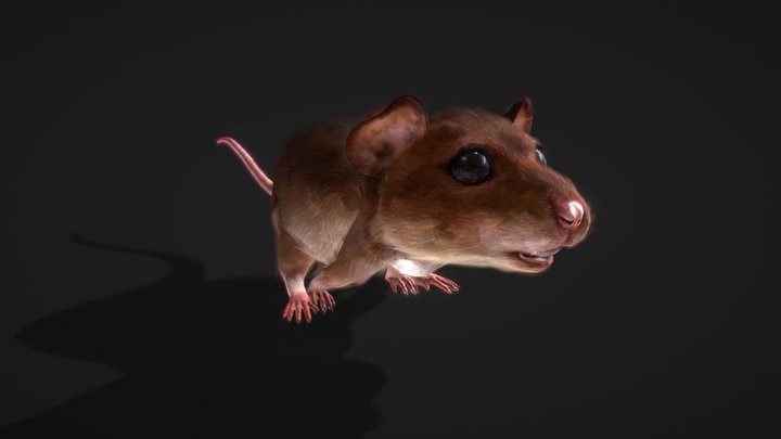 Animated mouse 3D Model