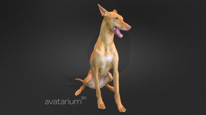 Pharaoh Hound Dog High Polygon 3D Model