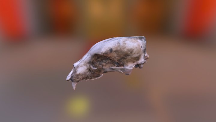 Bear skull Kwinitsa 3D Model