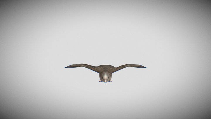 sparrow_upload 3D Model