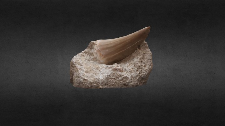 Colmillo 3D models - Sketchfab