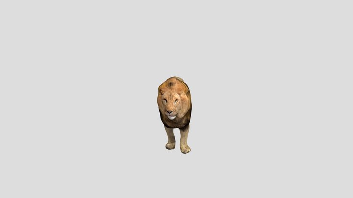 Lion atlas 3D Model