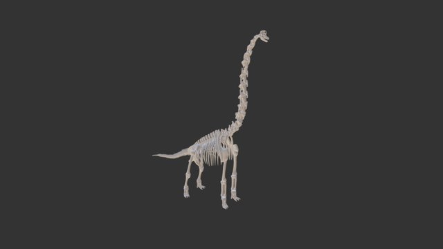 Brontosaurus 3D Model