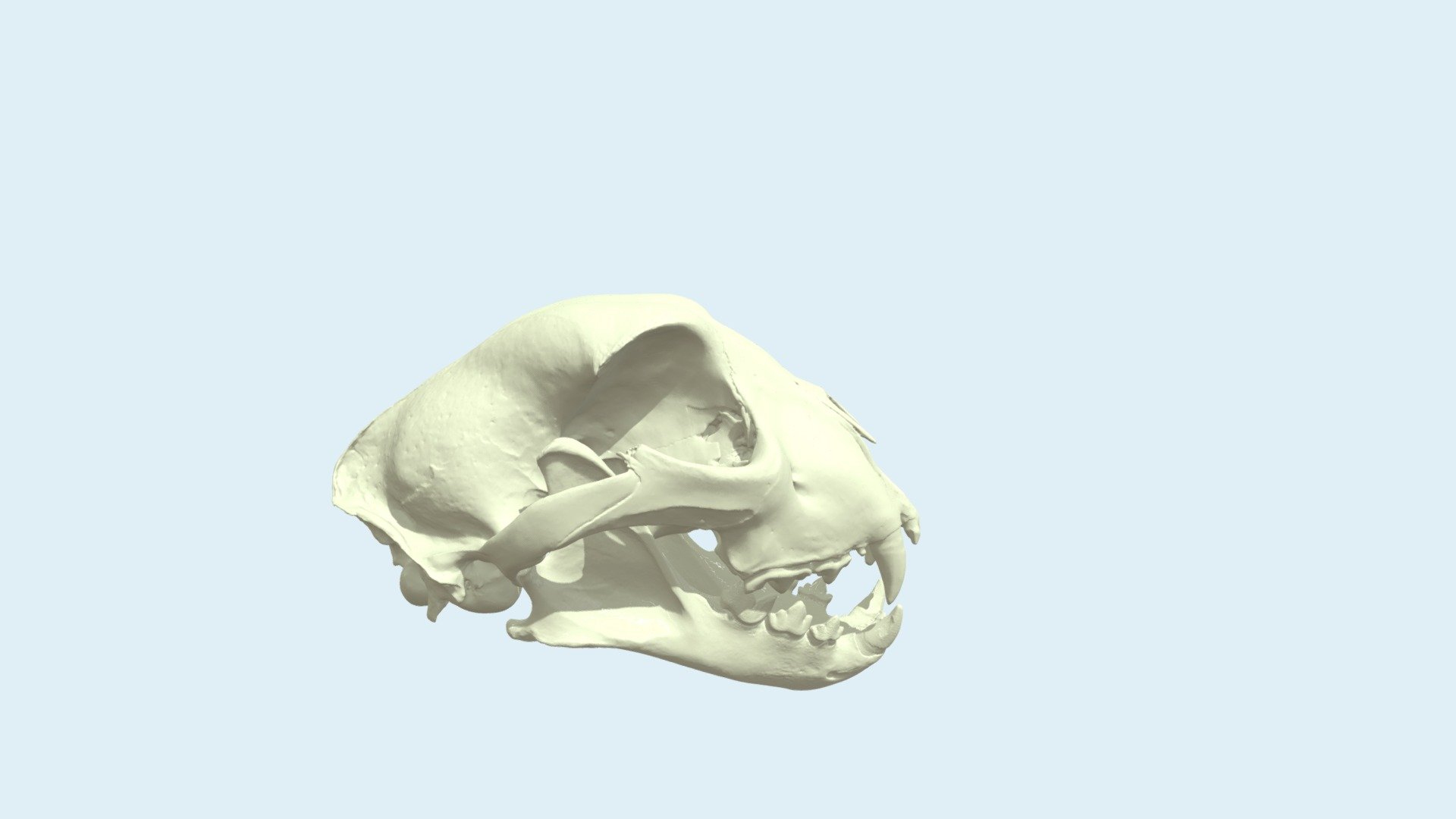 Cheetah skull - 3D model by 2405348 (@majabe) [144c022] - Sketchfab