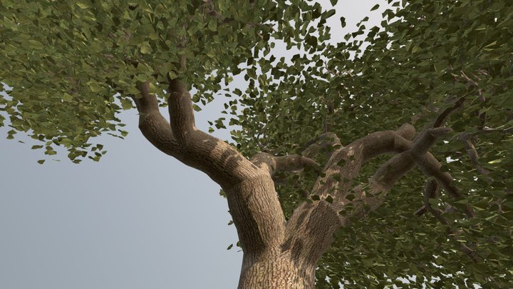Oak with Leaves (high-poly) – Modello 3D gratuito STL