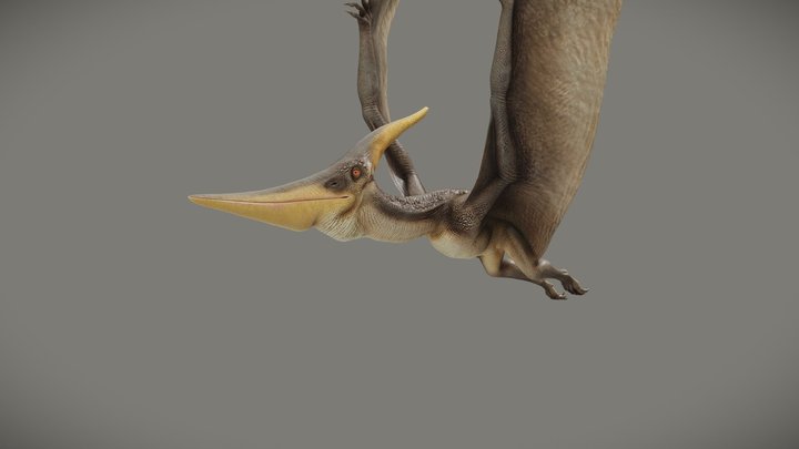 Pteranodon Longiceps 3D Model