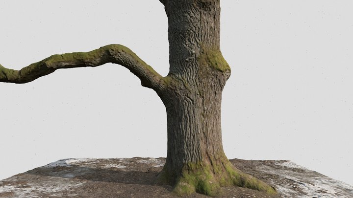 An old oak tree in Träskända manor 3D Model