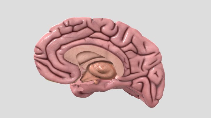 AAL Atlas- Mid-Sagittal Brain 3D Model