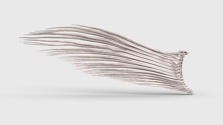 Pectoral Fin Rays of a Nile Perch | Idle 3D Model