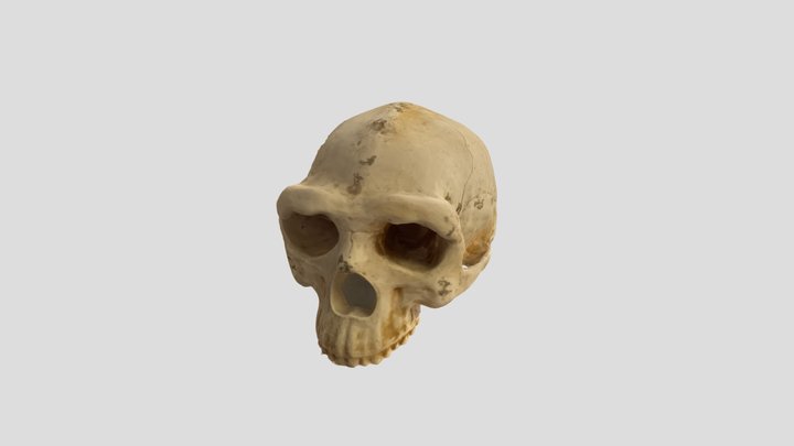 Homo Erectus_2 3D Model