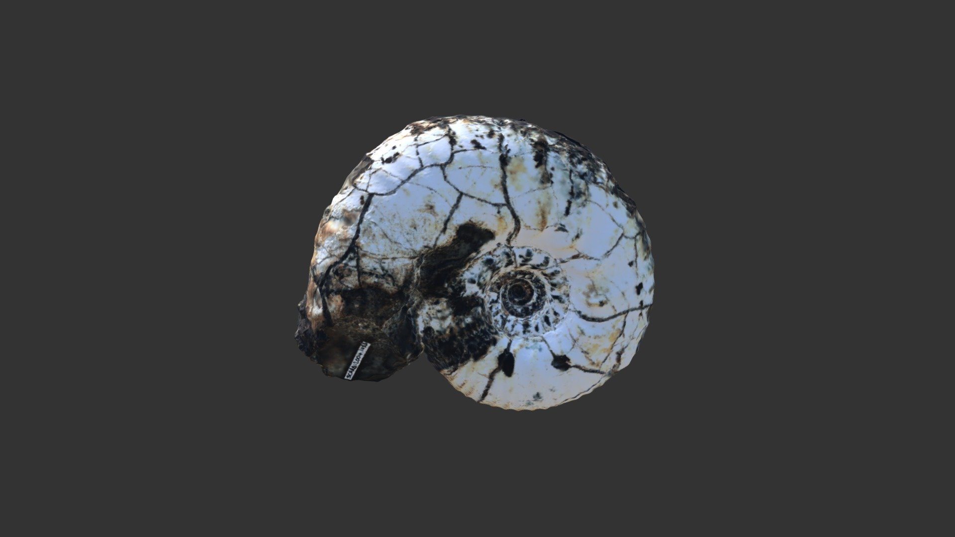 Polyptychites lamplughi — Sketchfab embed 3D viewer