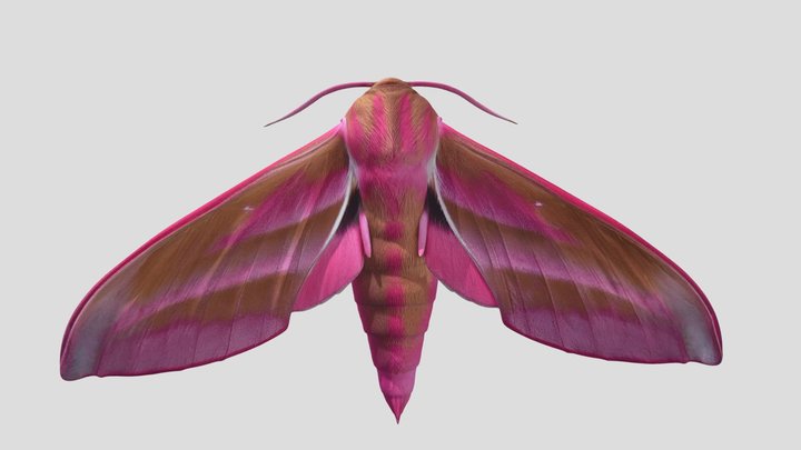 Elephant hawk moth