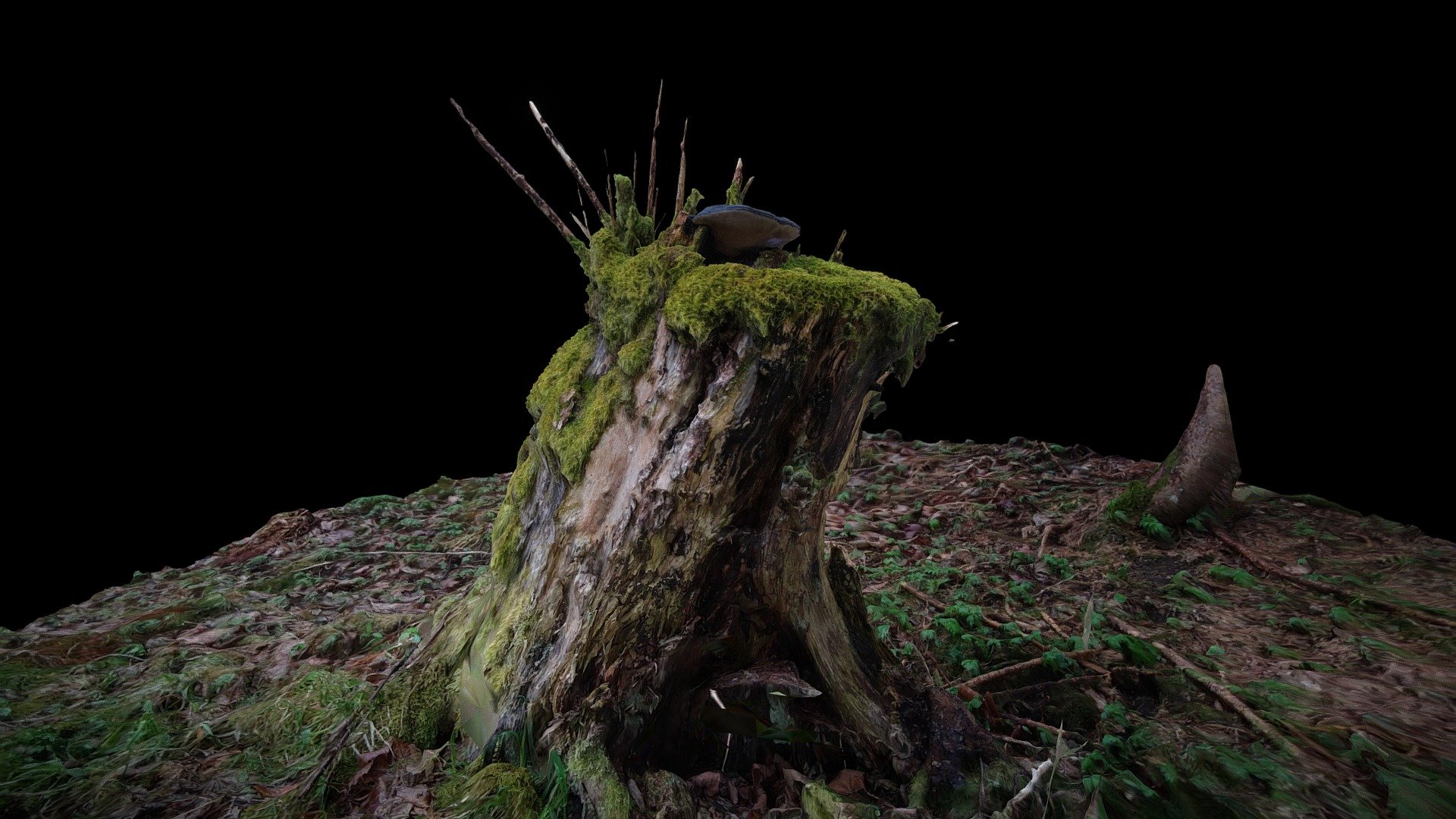 Stronie Śląskie, Nowy Gierałtów, Stump
