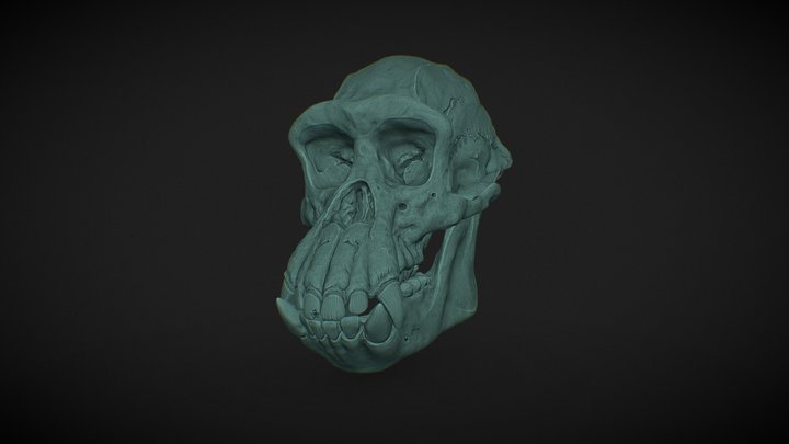 Ape Skull 3D Model