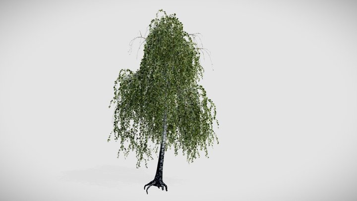 Birch Tree 2 3D Model