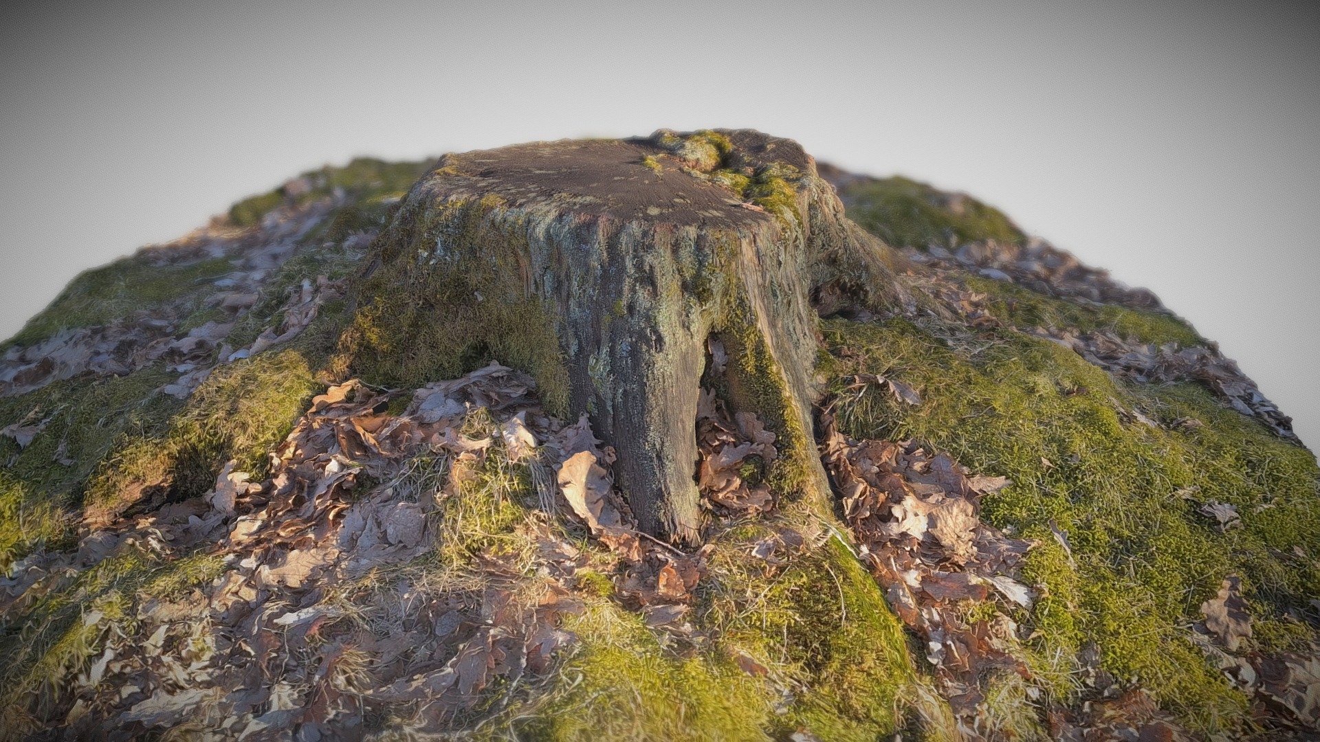 Tree stump 3 - Photogrammetry