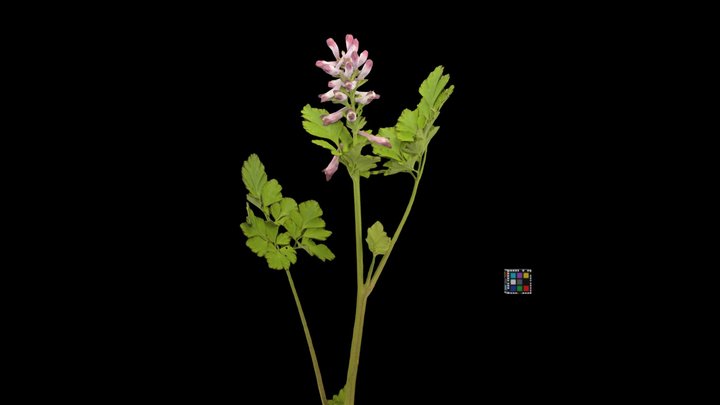 CC0 ムラサキケマン Incised Fumewort, Corydalis incisa – Free 3D Model STL