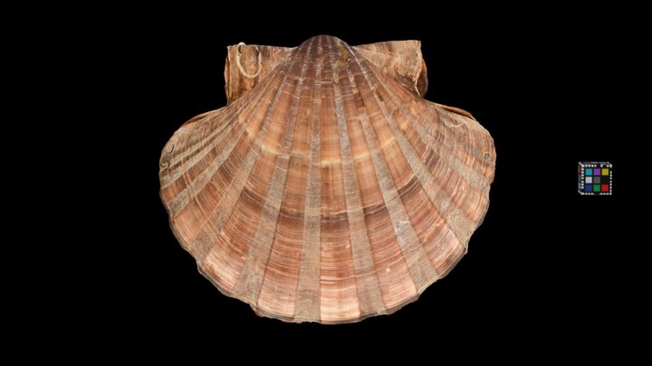 CC0 イタヤガイ Japanese Baking Scallop, P. albicans