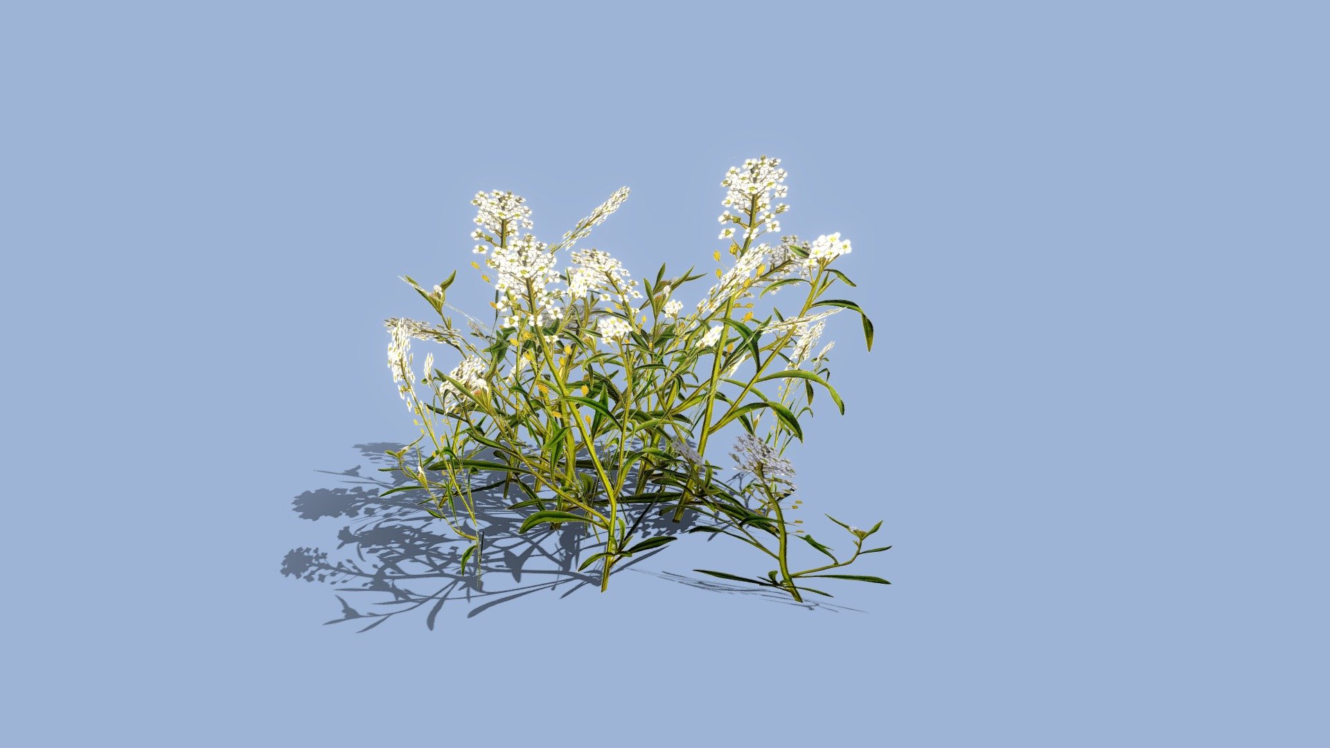 01 Sweet Alyssum