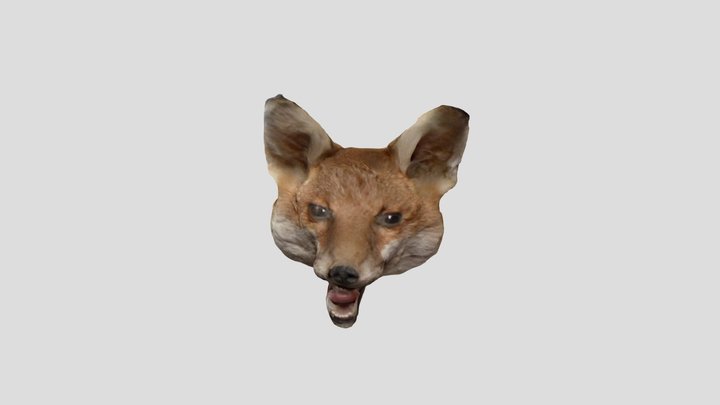 FOX 3D Model