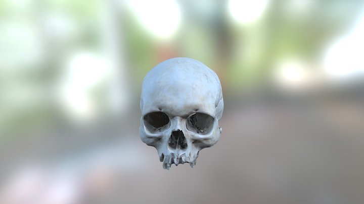 Townplots, Killala, Co. Mayo - Skull 48. 3D Model