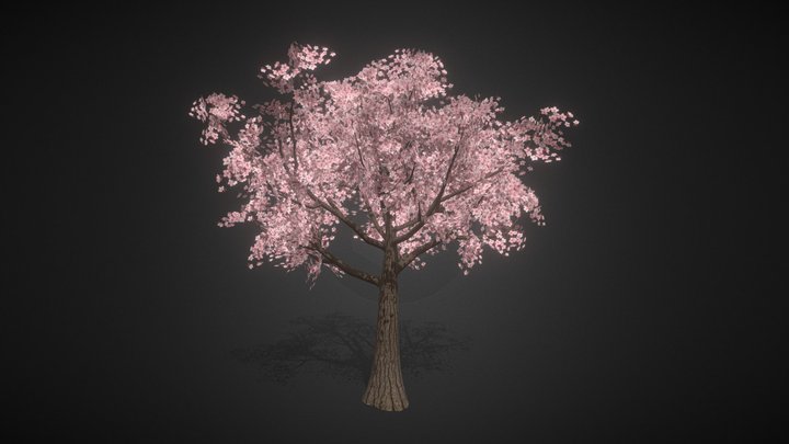 Sakura Tree 01 - Low Poly Model 3D Model