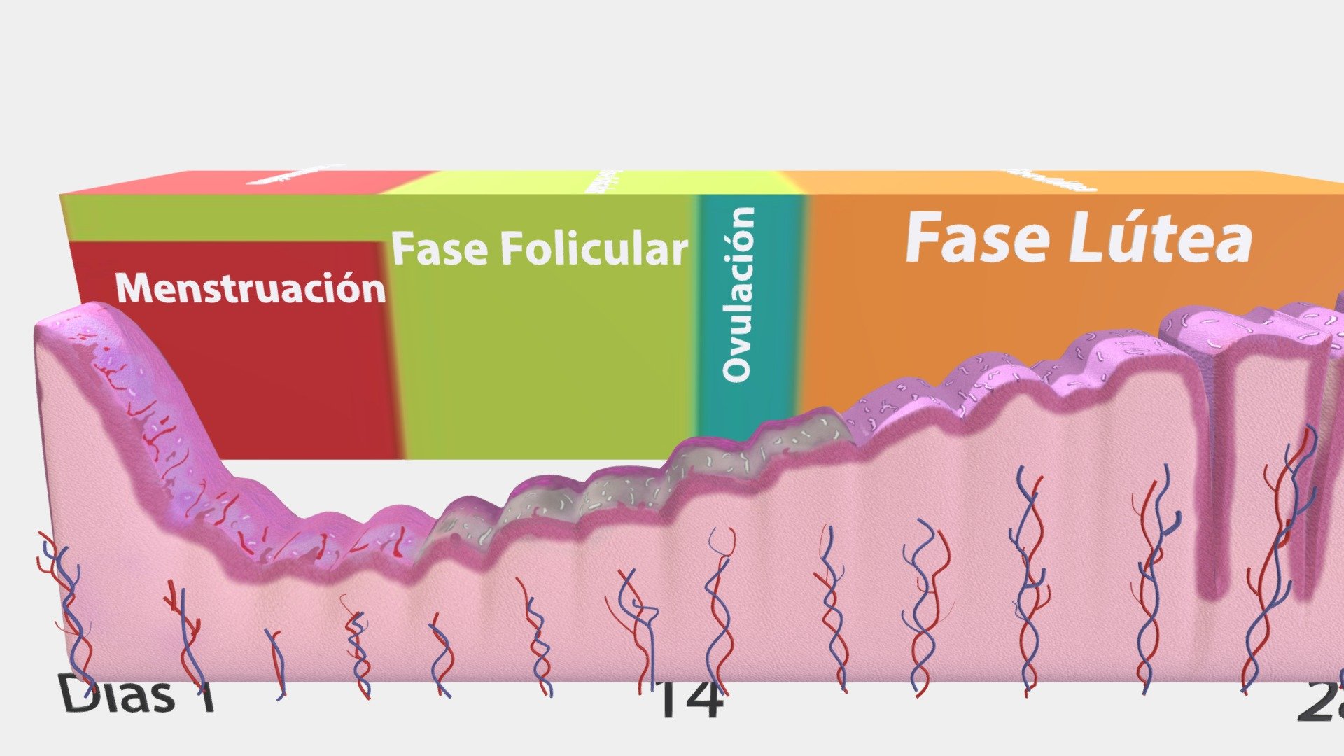 Fases Menstruación