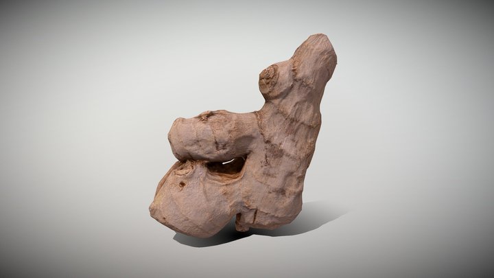 Ginger Root - Photoscanned PBR 3D Model