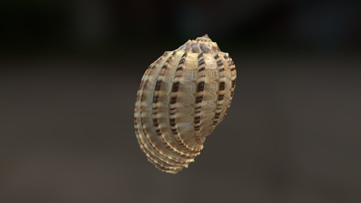 Band Shell 3D Model