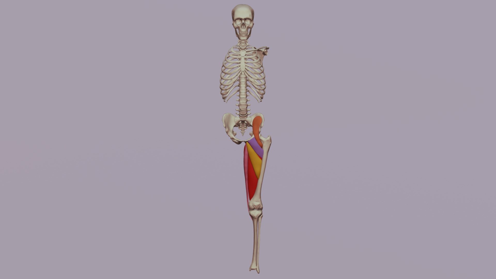 Adductor Mass - 3D model by Digital Ecorche Massing Models ...