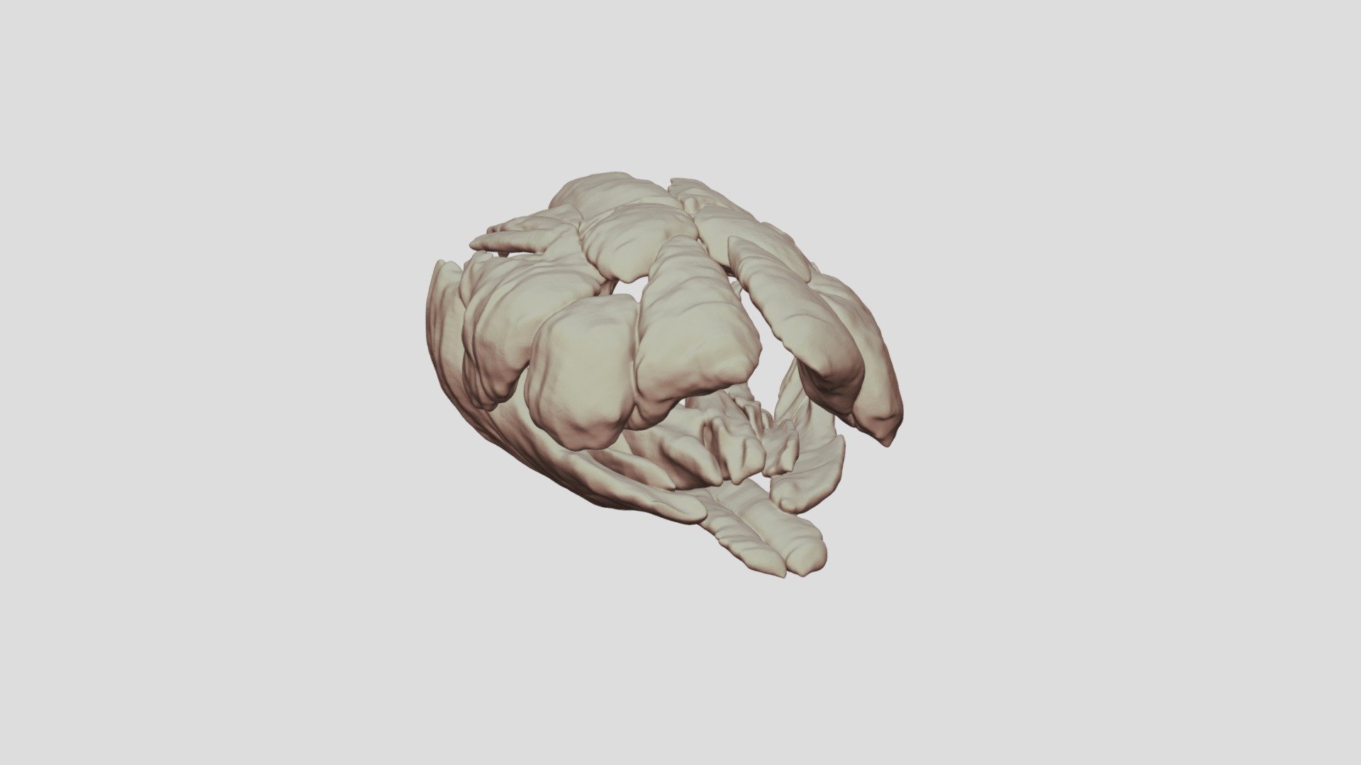 Muscles of an adult Ambystoma mexicanum