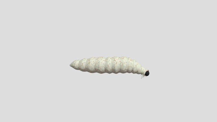 Larva 3D Model