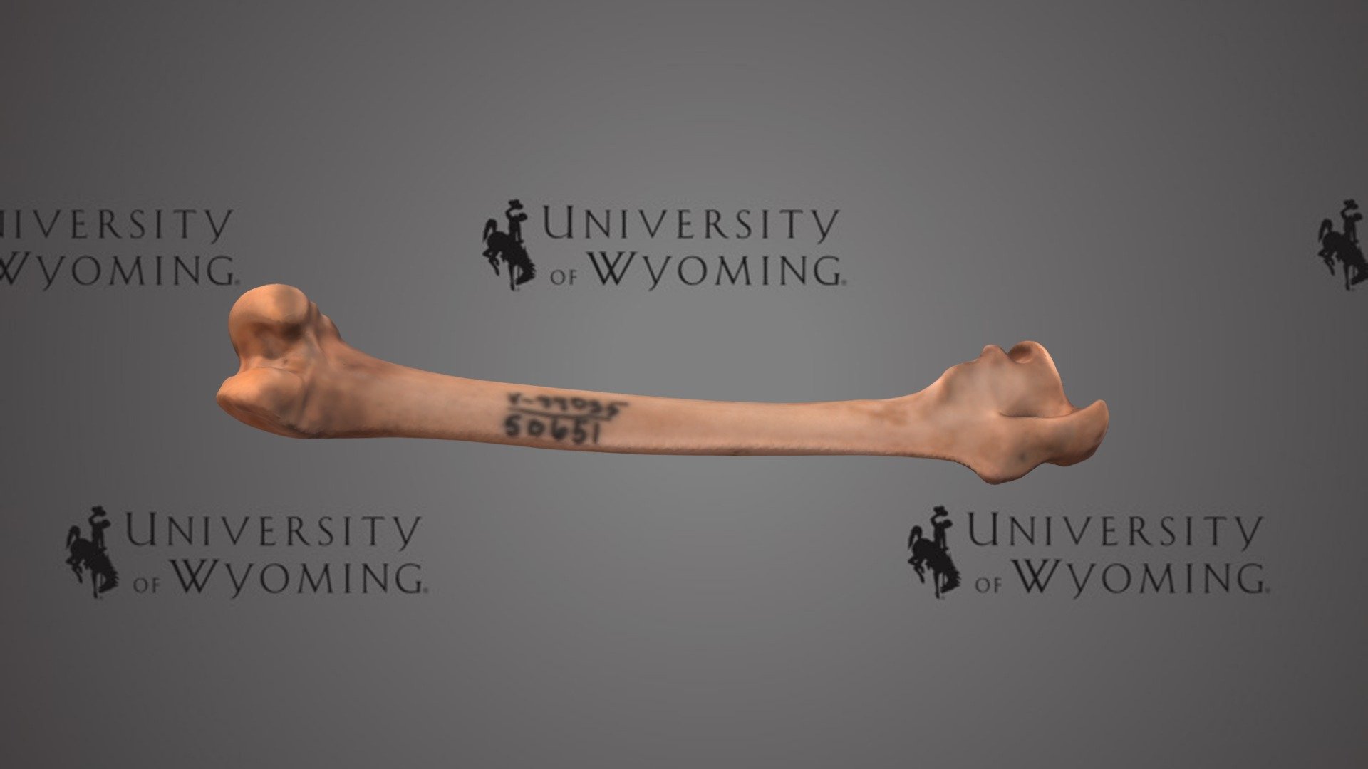 UW 50651 - Sylvilagus, Right Femur