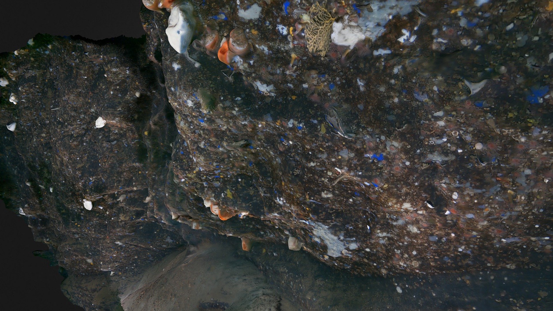 Life at 120 m depth